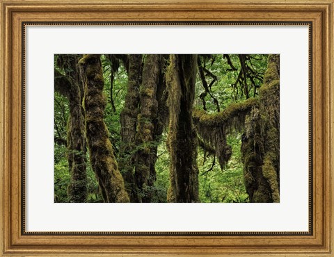 Framed Ancient Trees Print