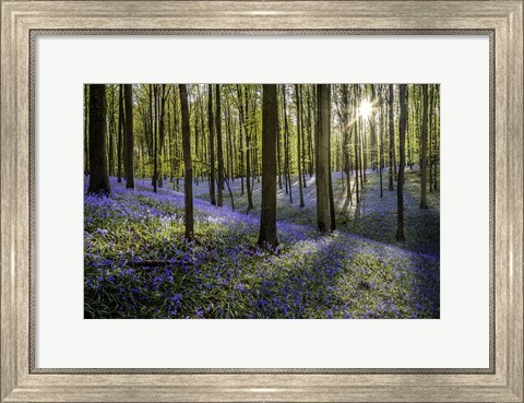 Framed Fairytale Forest Sunlight 2 Print