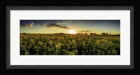 Framed Rapeseed Field Print
