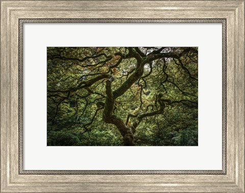 Framed Maple Tree Print