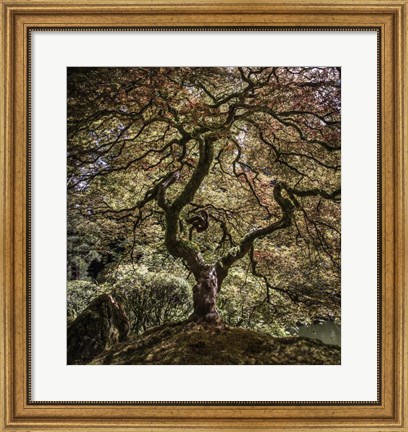 Framed Maple Tree 2 Print