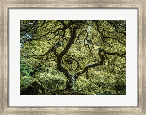 Framed Maple Tree 3 Print