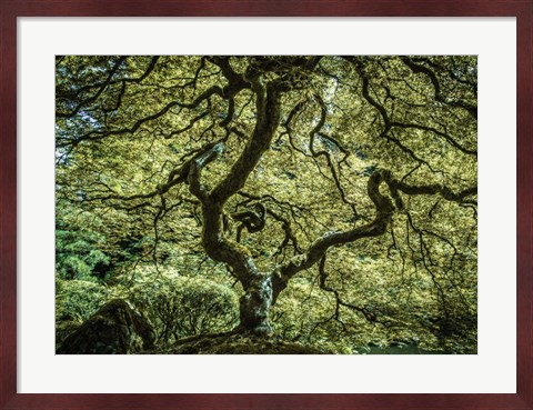 Framed Maple Tree 3 Print