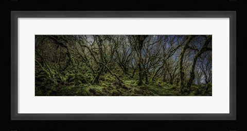 Framed Mossy Forest Panorama Print