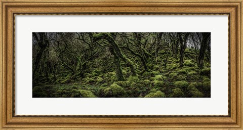 Framed Mossy Forest Panorama 2 Print