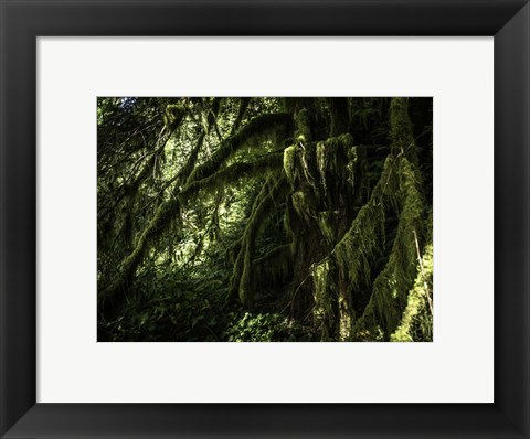 Framed Mossy Tempered Forest Print