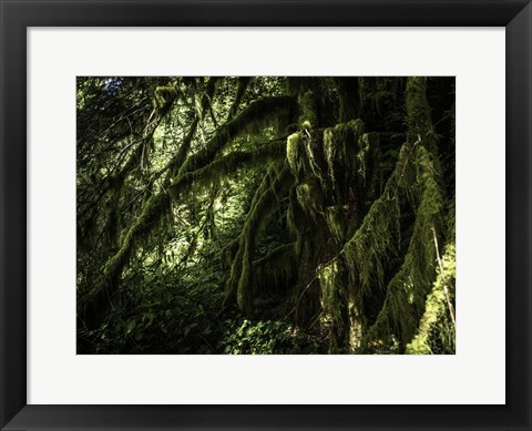 Framed Mossy Tempered Forest Print