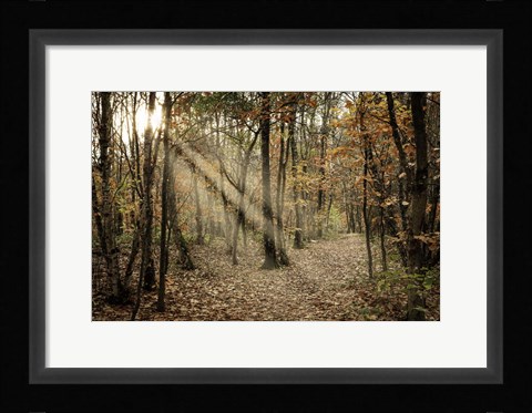 Framed Autumn Sun 2 Print