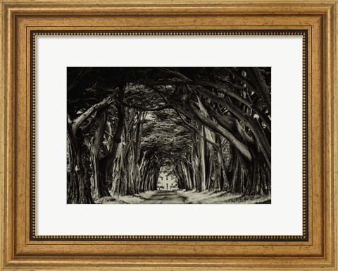 Framed Cypress Trees Sepia Print