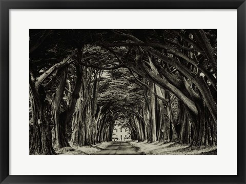 Framed Cypress Trees Sepia Print