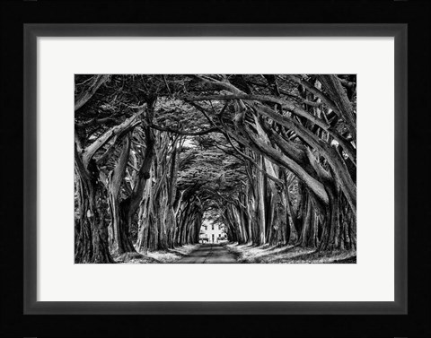 Framed Cypress Trees Black &amp; White Print