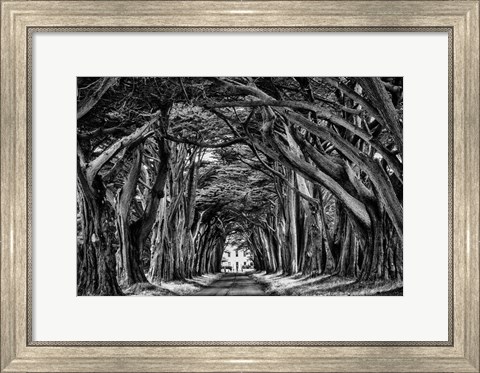 Framed Cypress Trees Black &amp; White Print