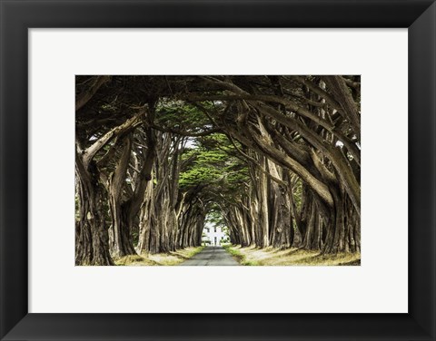 Framed Cypress Trees Print
