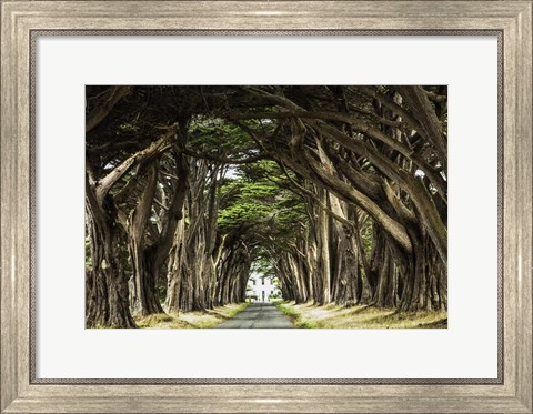 Framed Cypress Trees Print