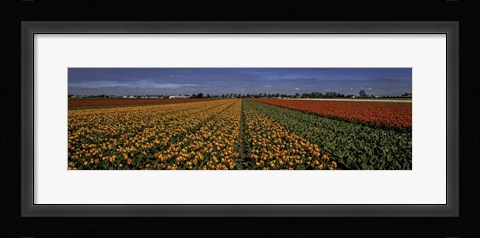 Framed Tulip Field Print