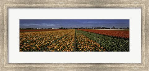 Framed Tulip Field Print