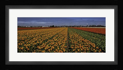 Framed Tulip Field Crop Print