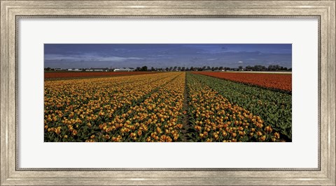 Framed Tulip Field Crop Print