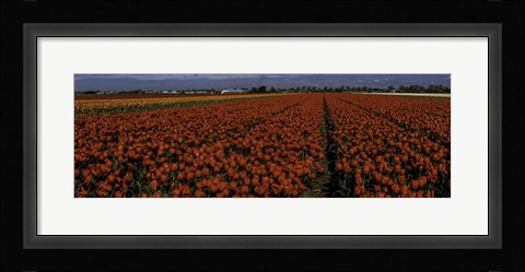 Framed Tulip Field 2 Crop Print