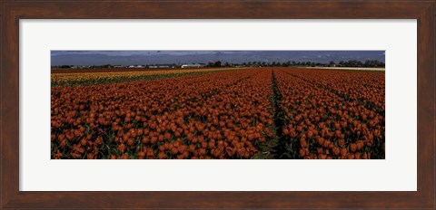 Framed Tulip Field 2 Crop Print