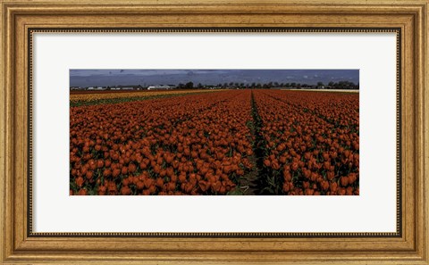 Framed Tulip Field 2 Crop 2 Print