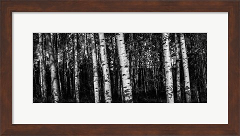 Framed Birch Trees Black &amp; White Print