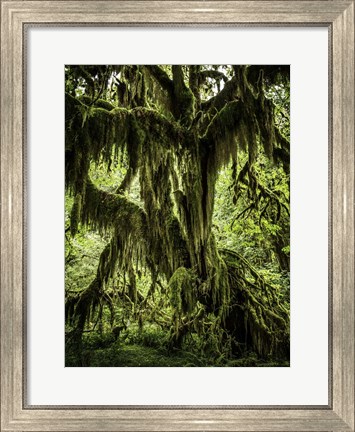 Framed Mossy Tree Print
