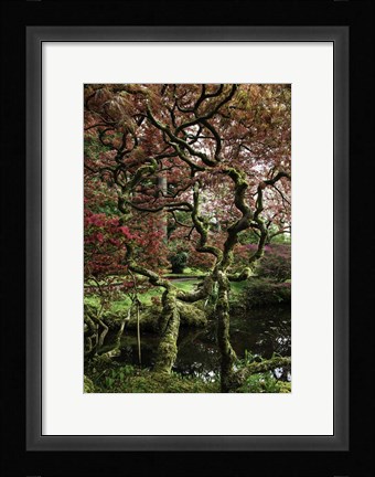 Framed Japanese Garden Tree Print