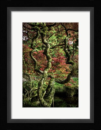 Framed Japanese Garden Tree 2 Print