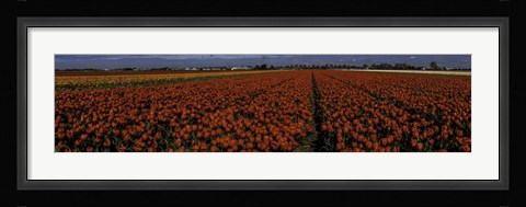 Framed Tulip Field 2 Print