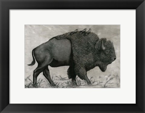 Framed Basking Buffalo Print