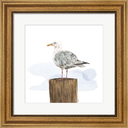Framed Birds of the Coast on White IV Print