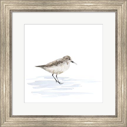 Framed Birds of the Coast on White V Print
