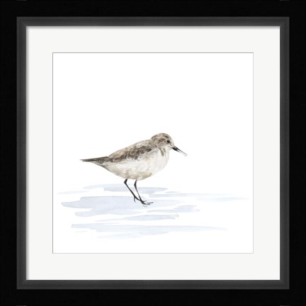 Framed Birds of the Coast on White V Print