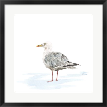 Framed Birds of the Coast on White VI Print