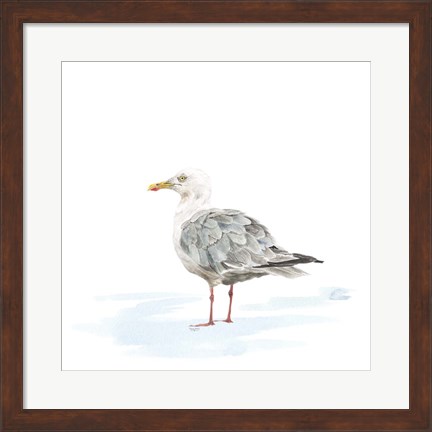Framed Birds of the Coast on White VI Print