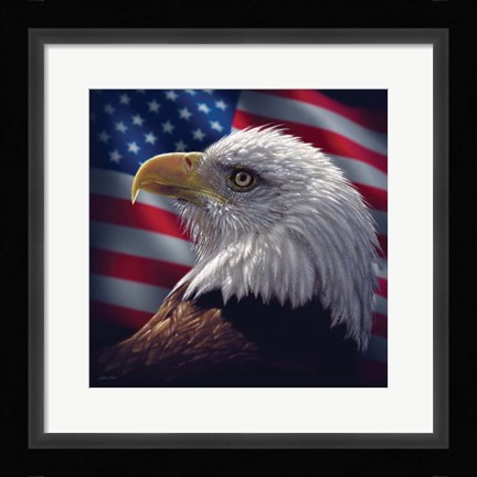 Framed American Bald Eagle Print