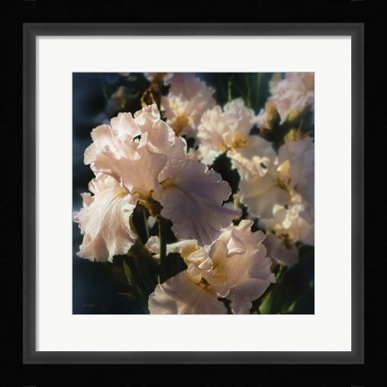 Framed Bearded Iris Print