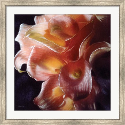 Framed Calla Lilies - Emerging Dawn Print