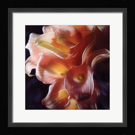Framed Calla Lilies - Emerging Dawn Print