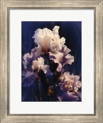 Framed Purple Iris Print