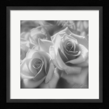 Framed Rose Pair B&amp;W Print
