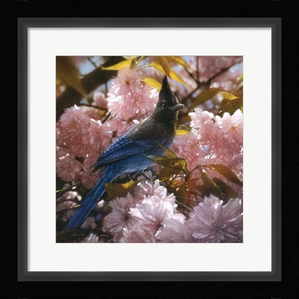 Framed Steller's Blossoms Print