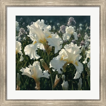 Framed White Iris Garden - Square Print