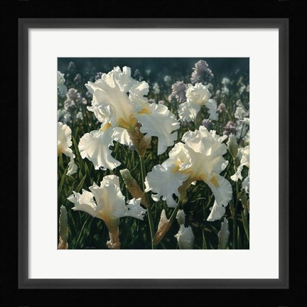 Framed White Iris Garden - Square Print