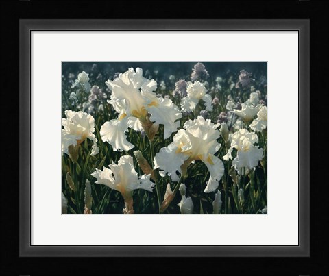 Framed White Rose Garden Print