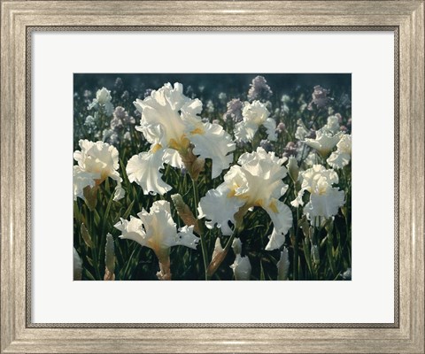 Framed White Rose Garden Print