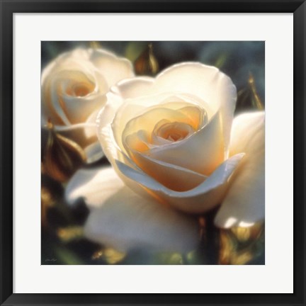 Framed White Rose - Colors of White - Square Print