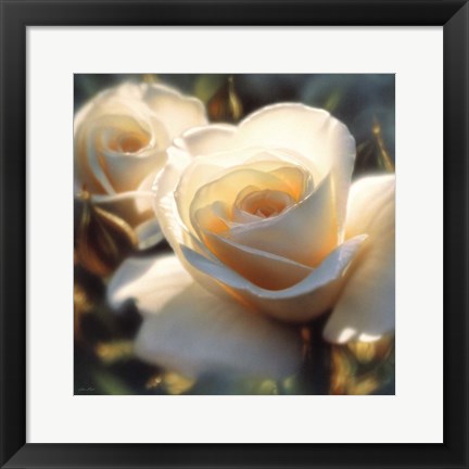 Framed White Rose - Colors of White - Square Print