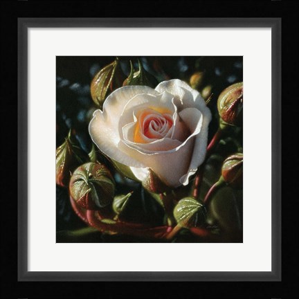 Framed White Rose - First Born Print